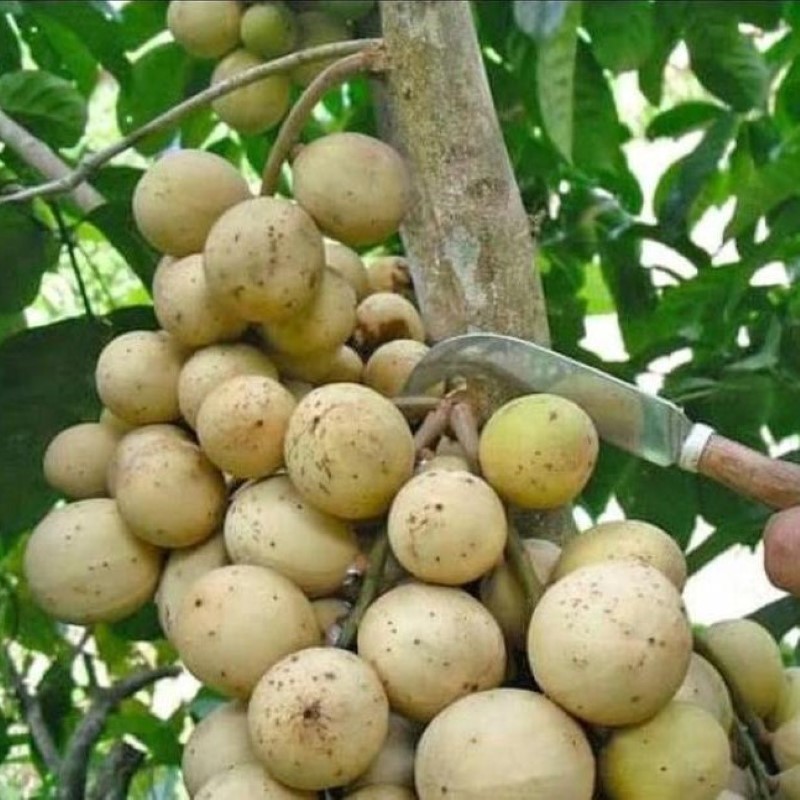 bibit-buah-bibit-buah-duku-palembang-okulasi-maybrat_2.jpg